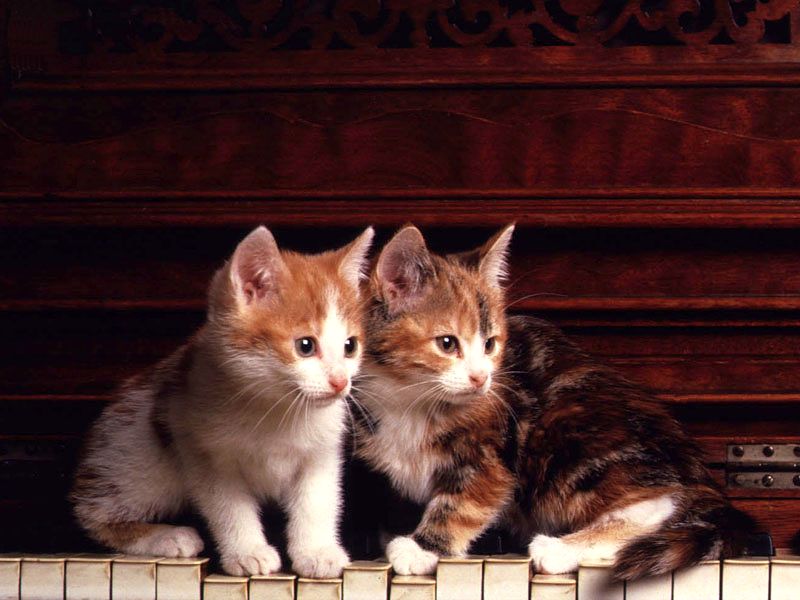 Gatti (319)